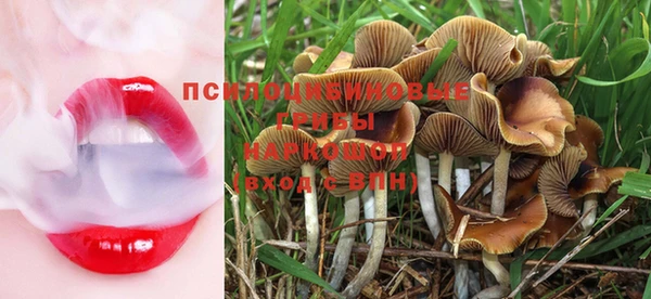 PSILOCYBIN Каменск-Шахтинский